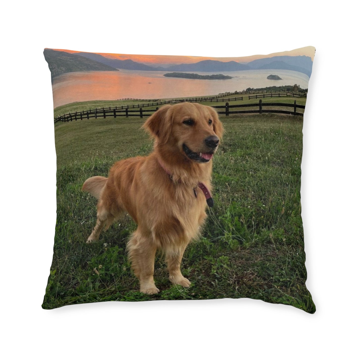 Golden Retriever Dog