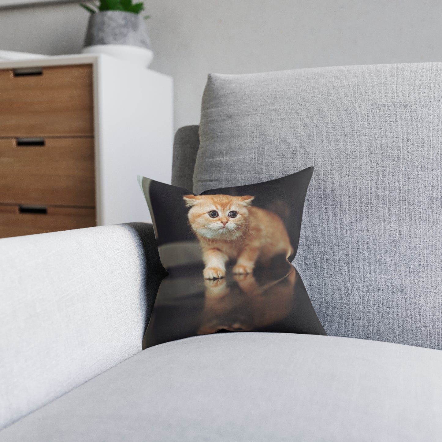 Kitten