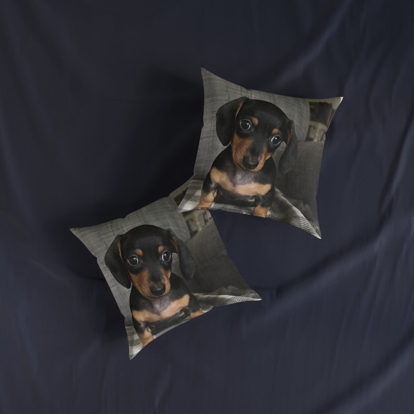 Dachshund Dog