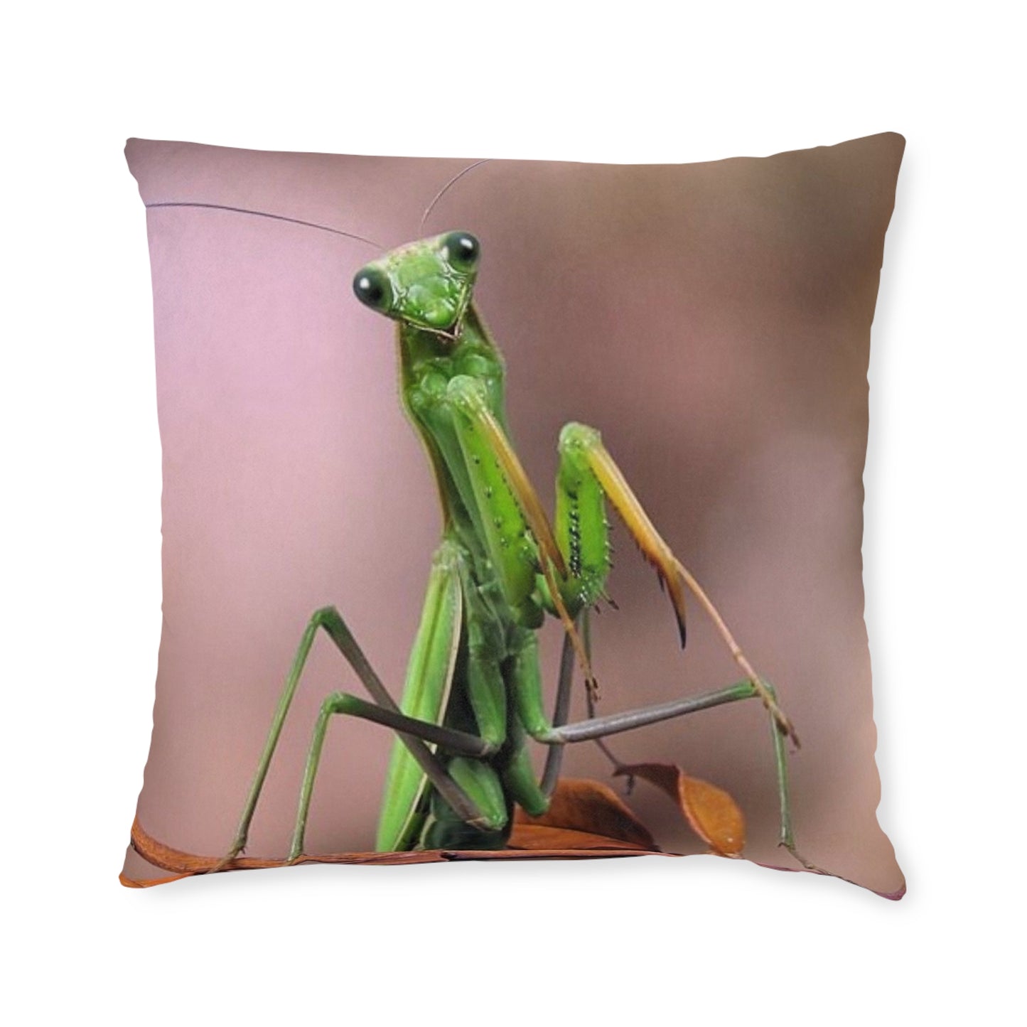 Praying Mantis