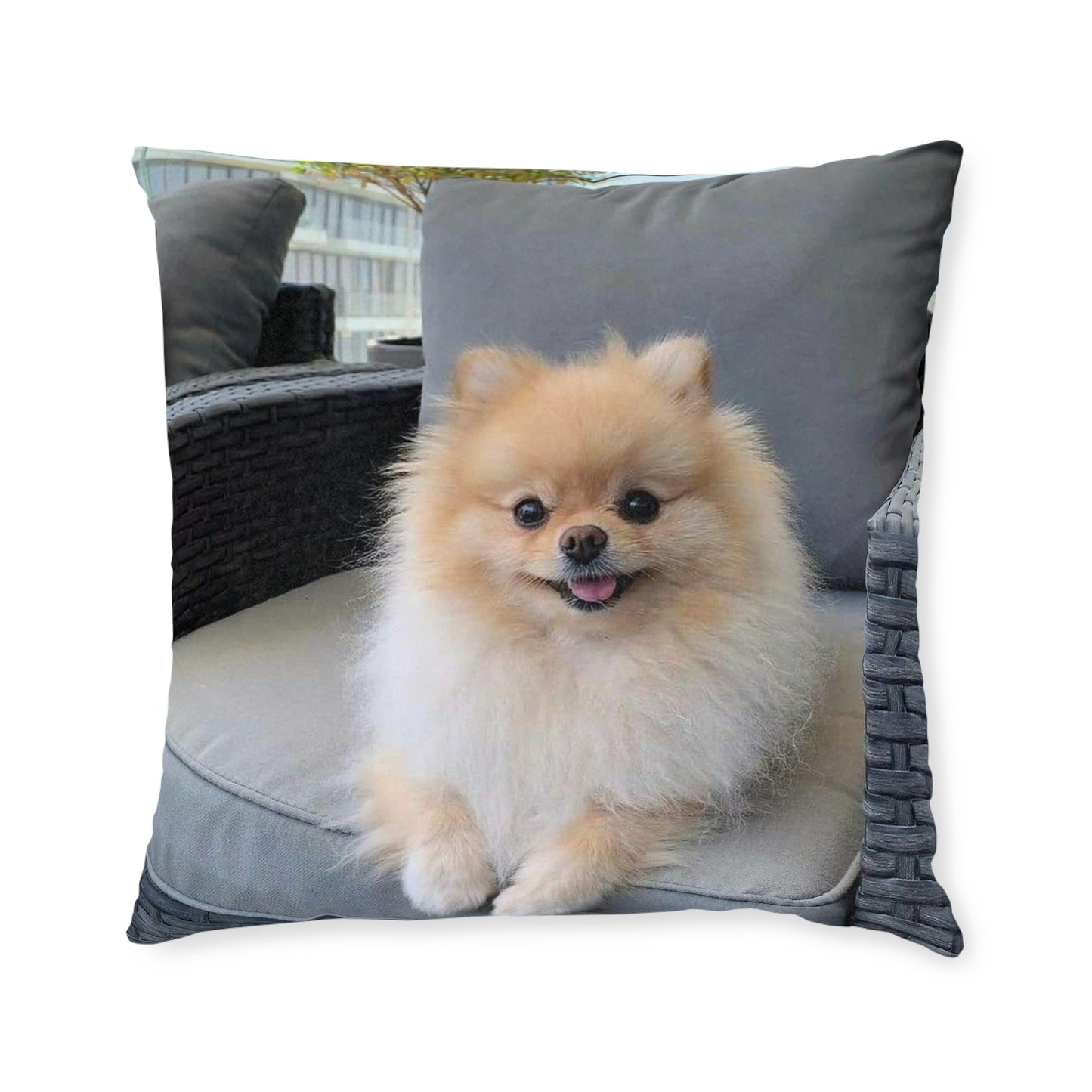Pomeranian Dog