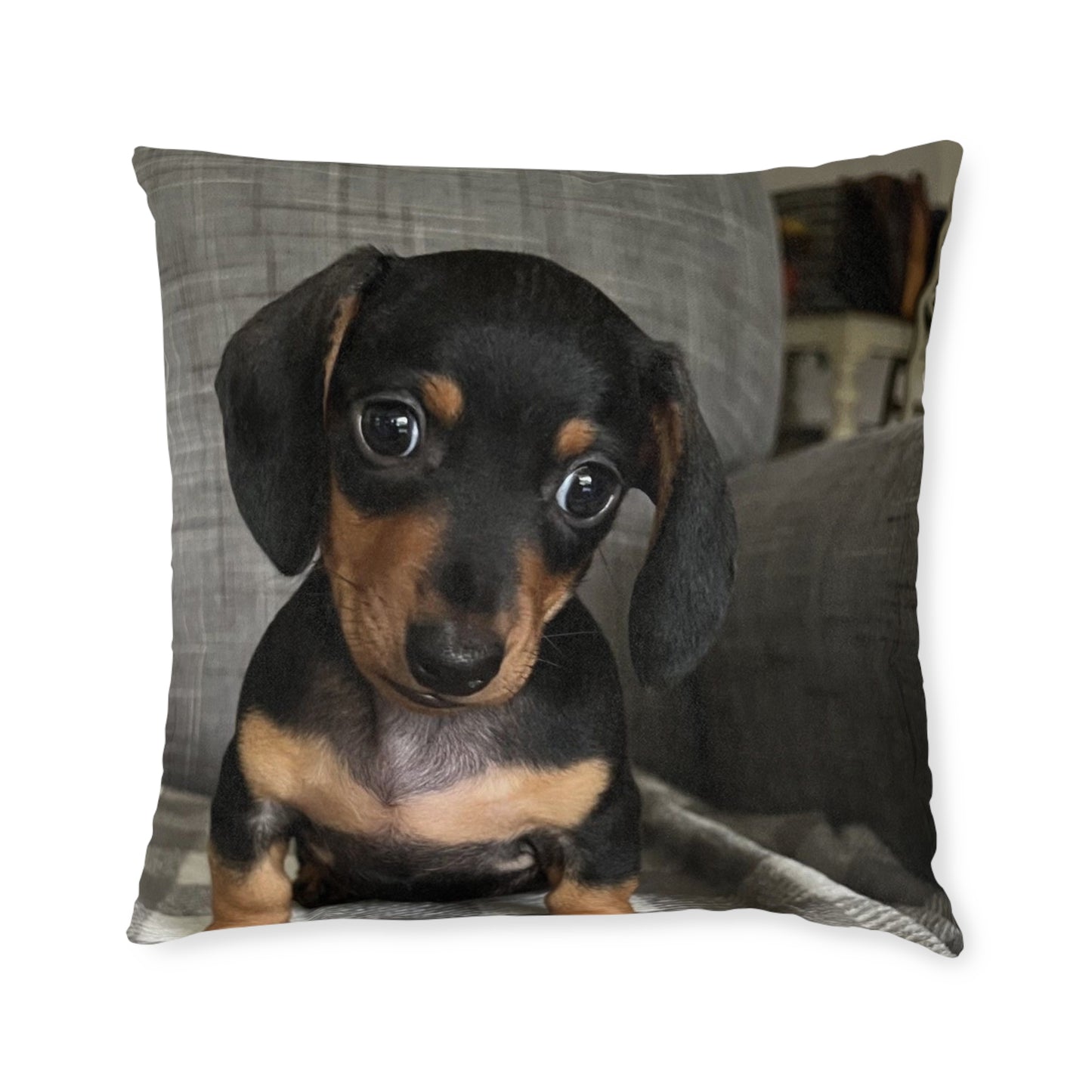 Dachshund Dog