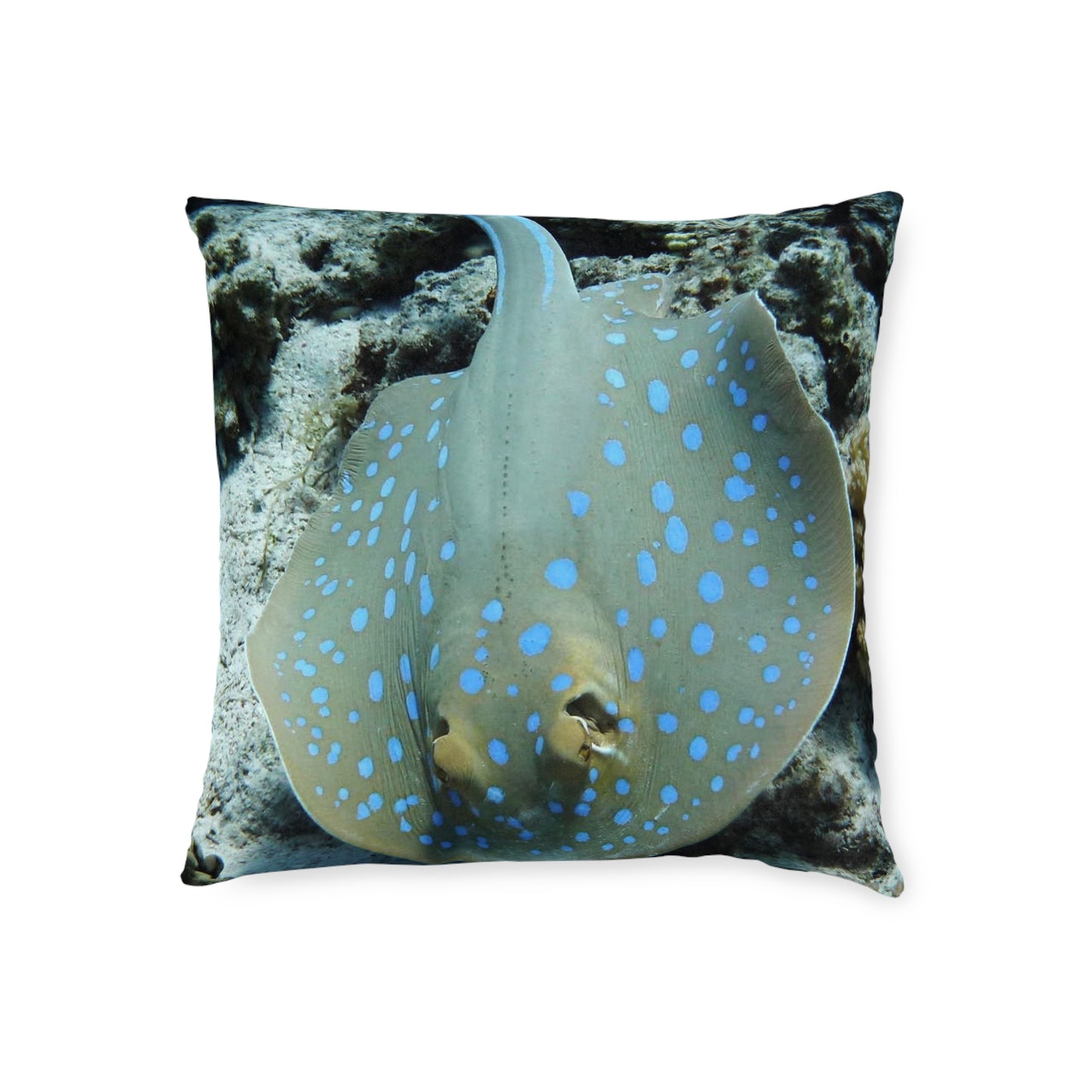 Stingray 2