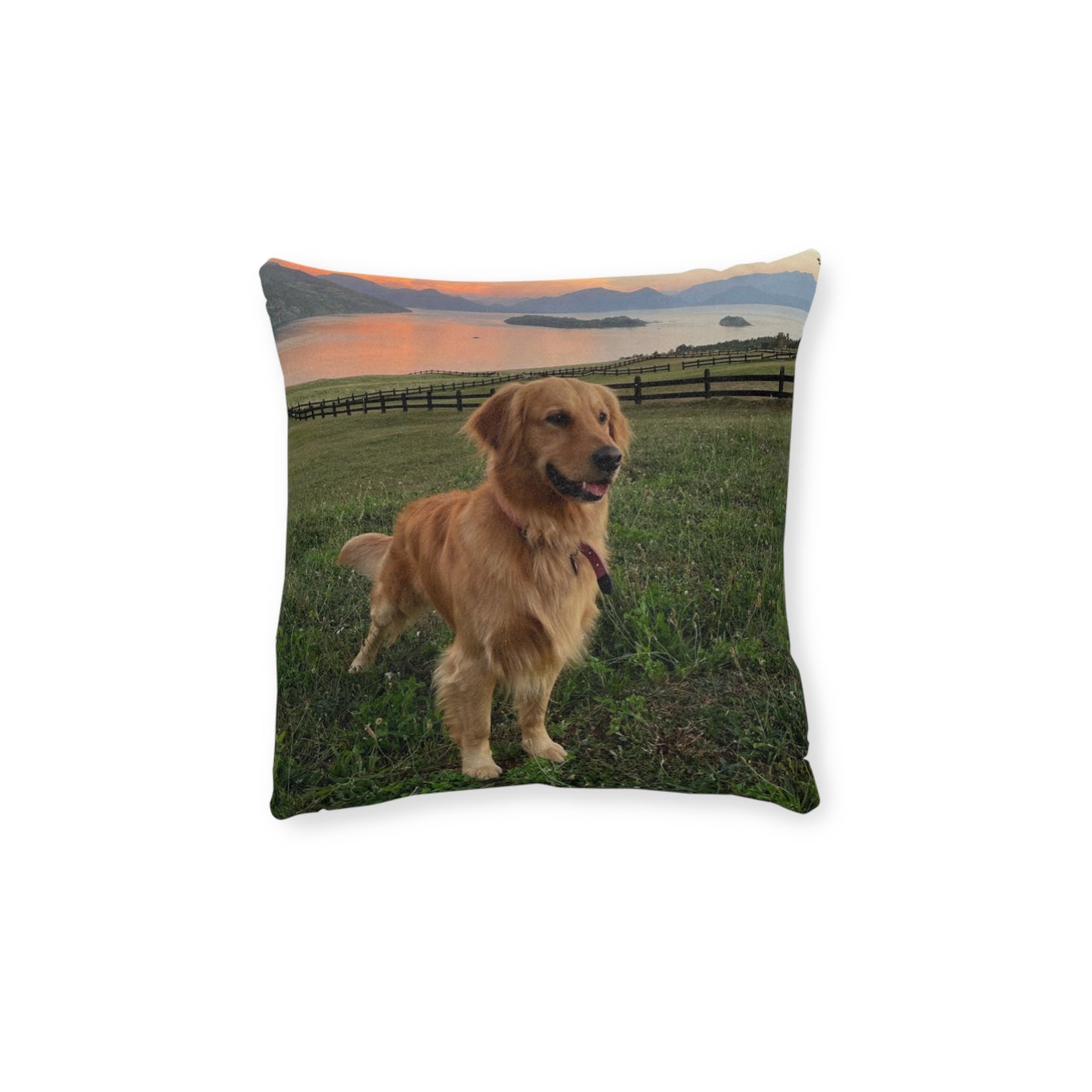 Golden Retriever Dog