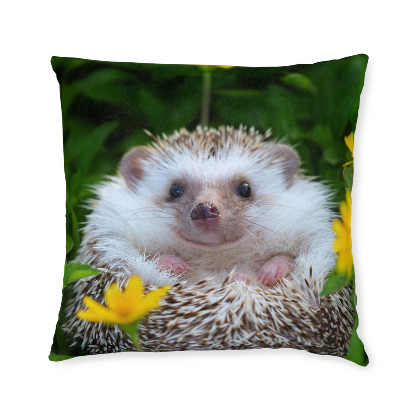 Hedgehog
