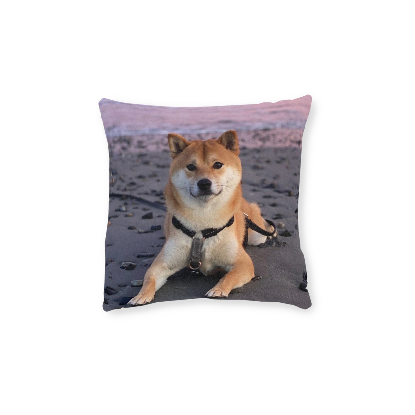 Shiba Inu Dog