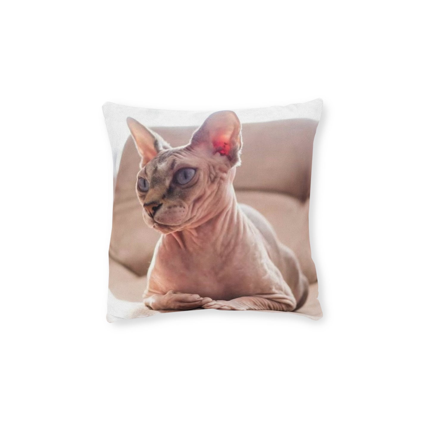 Hairless Cat