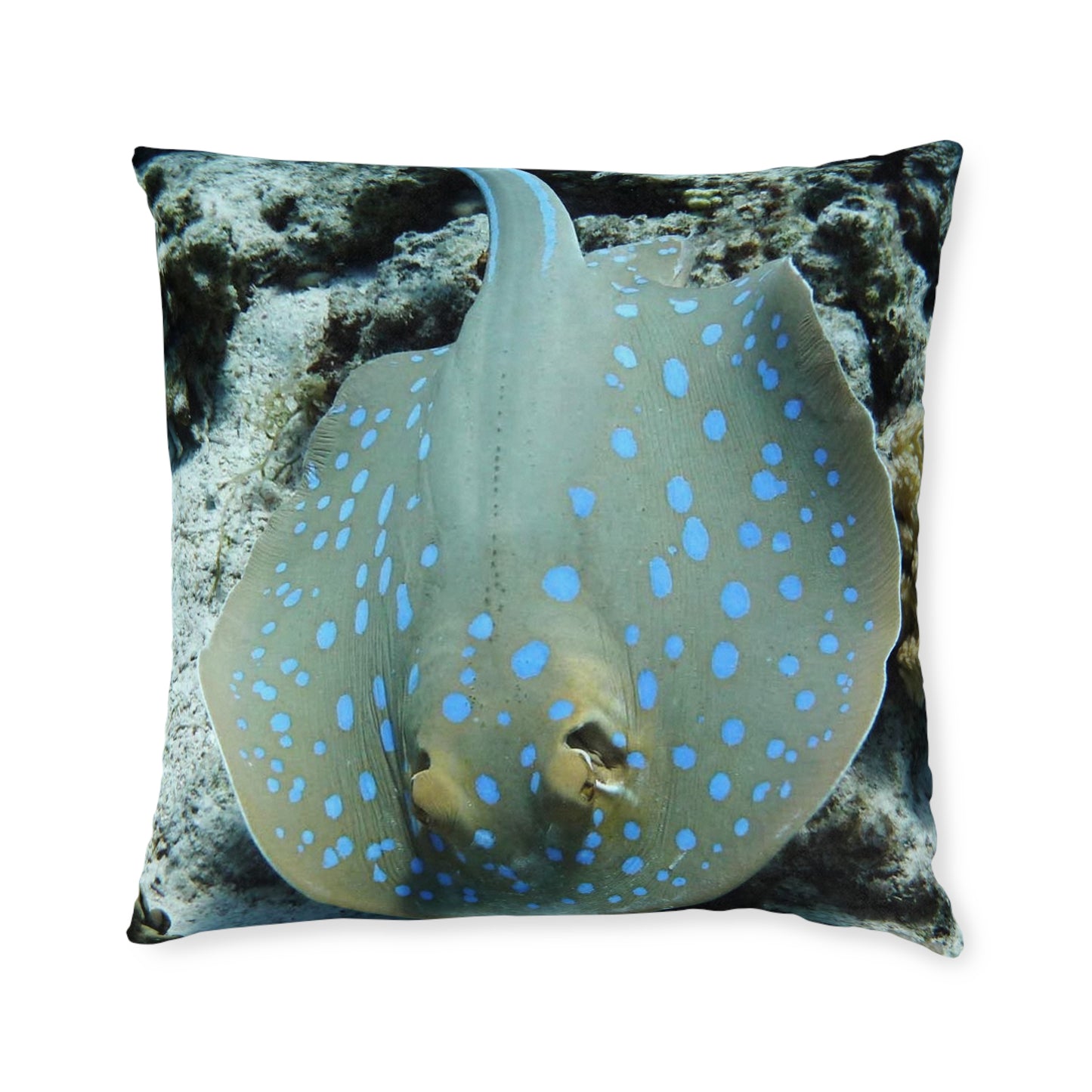 Stingray 2