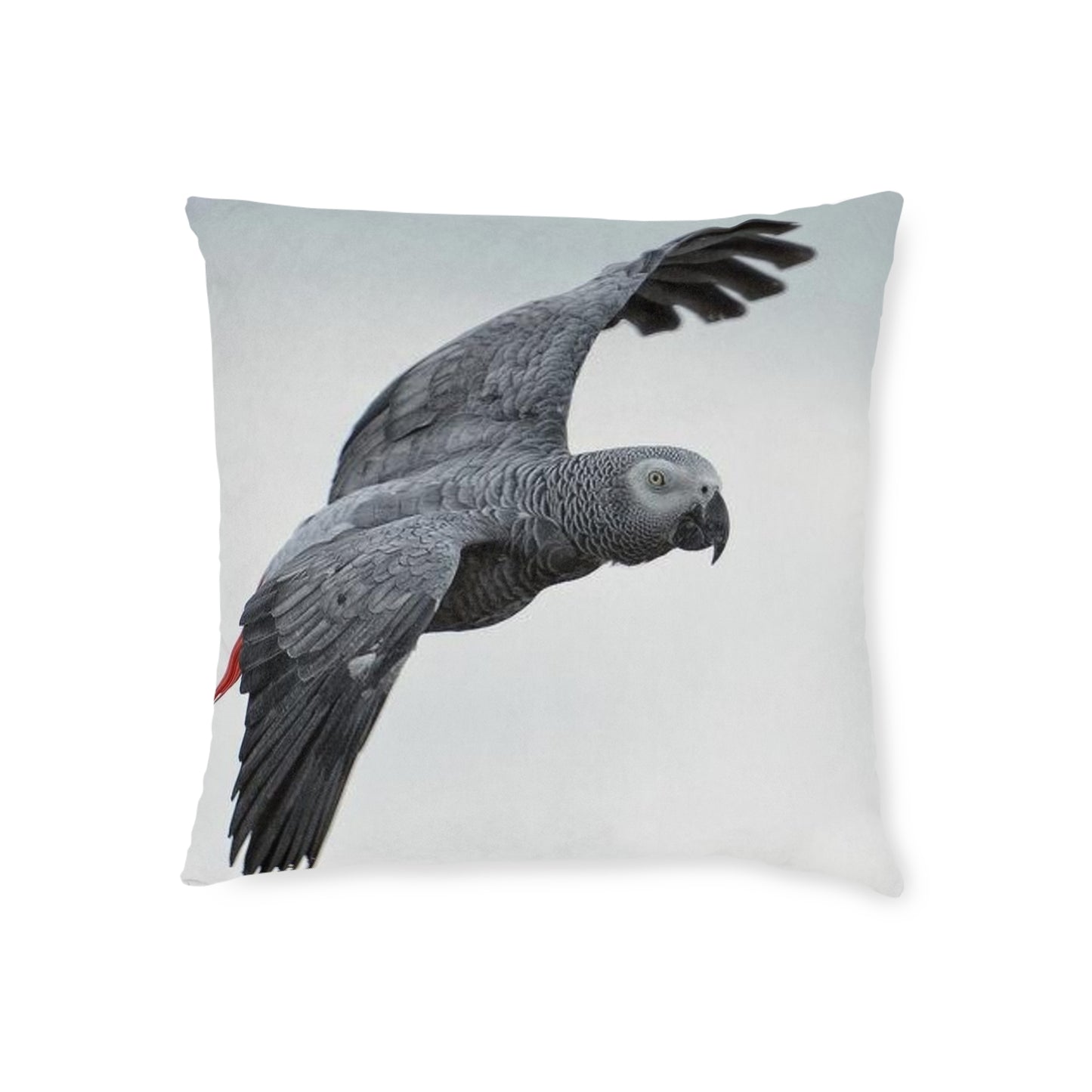 Parrot African Grey