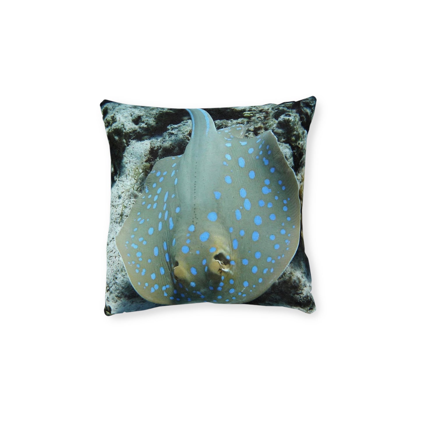Stingray 2