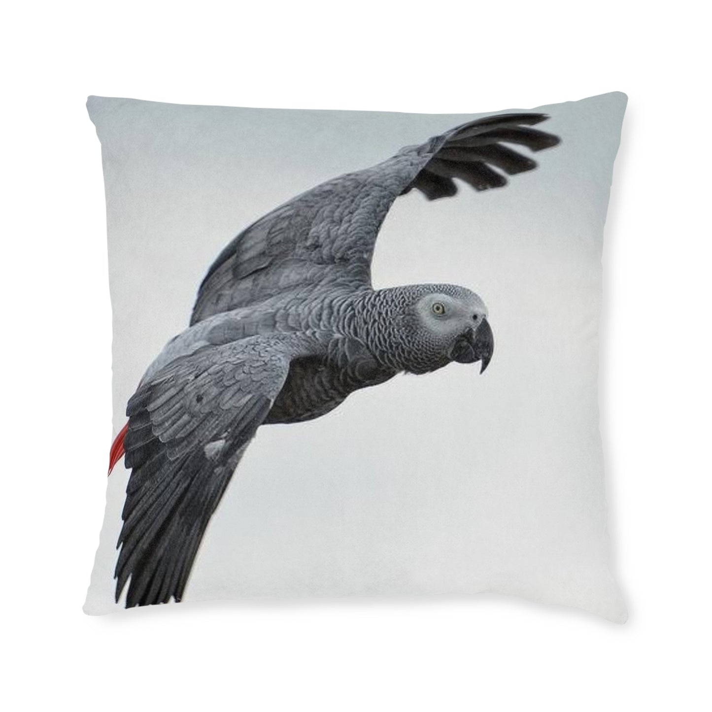Parrot African Grey