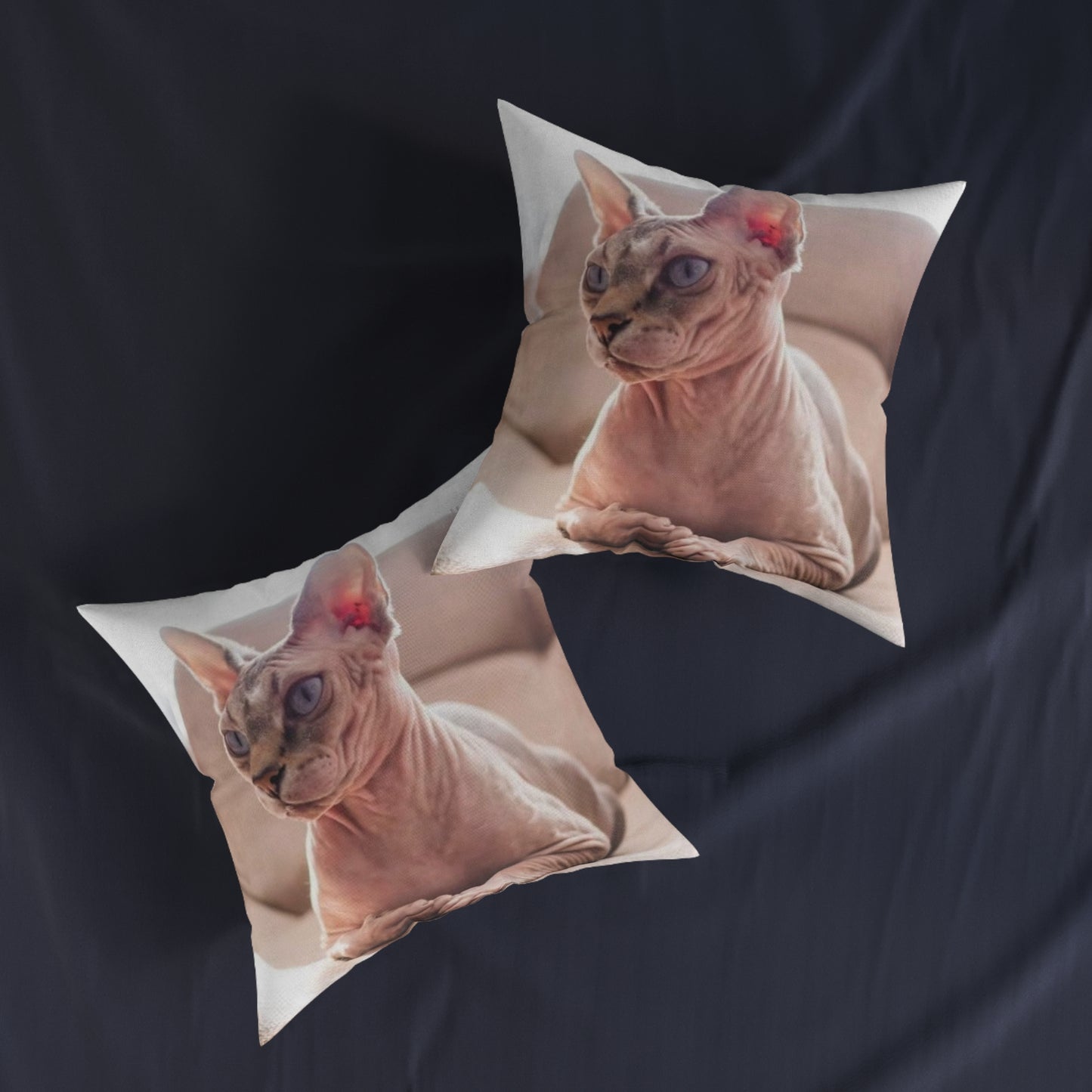 Hairless Cat