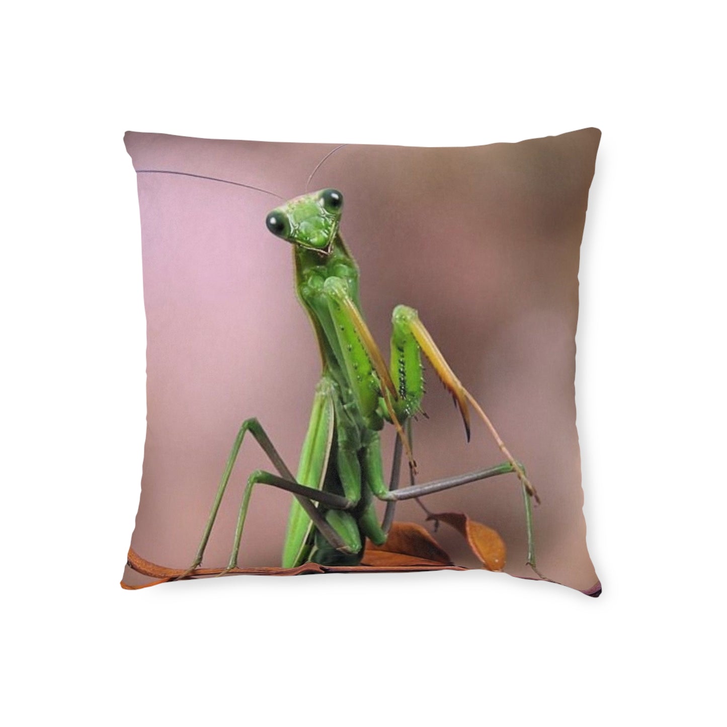 Praying Mantis
