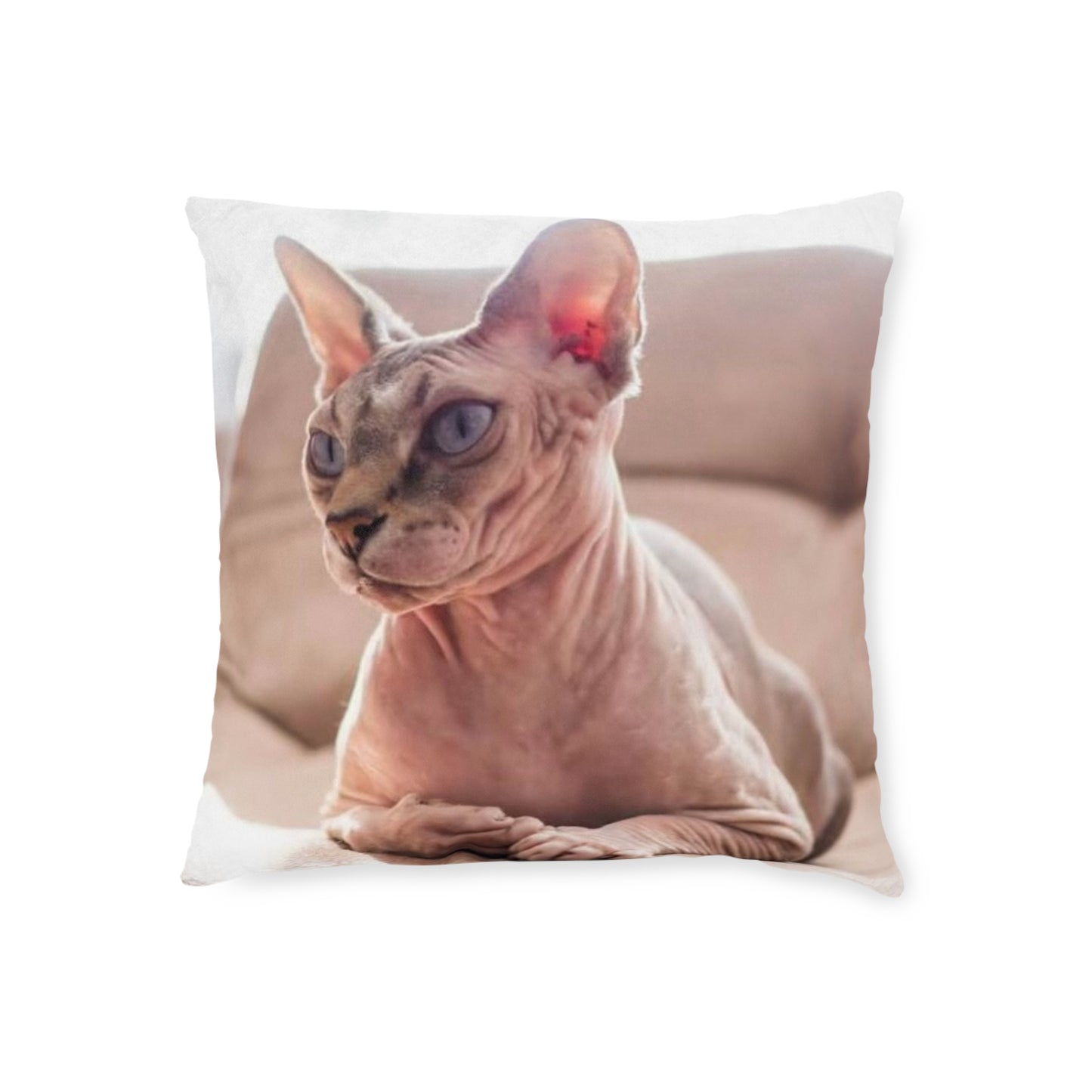 Hairless Cat