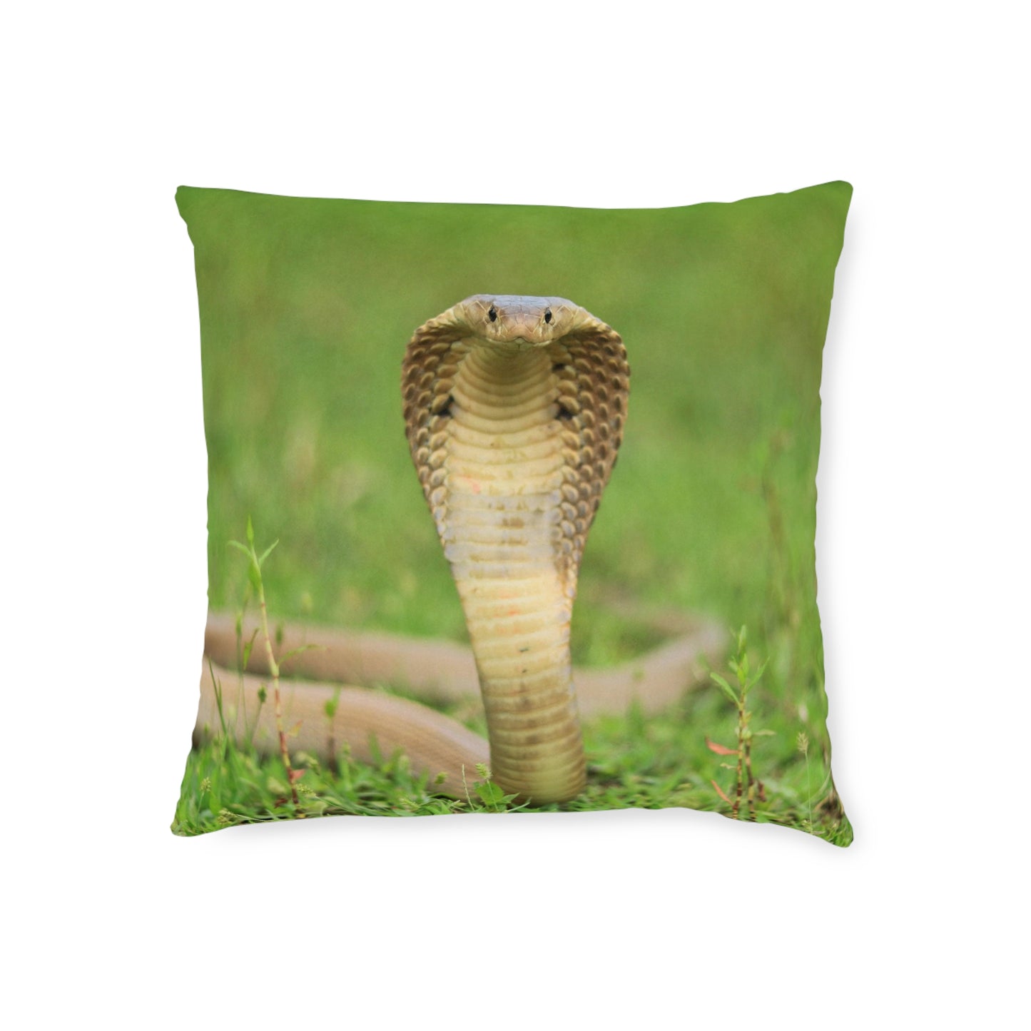 Cobra Snake