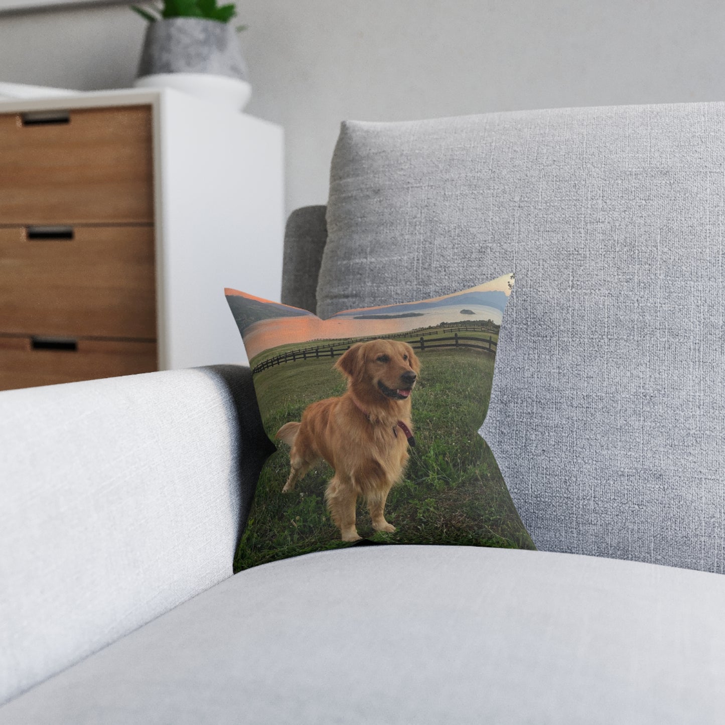 Golden Retriever Dog