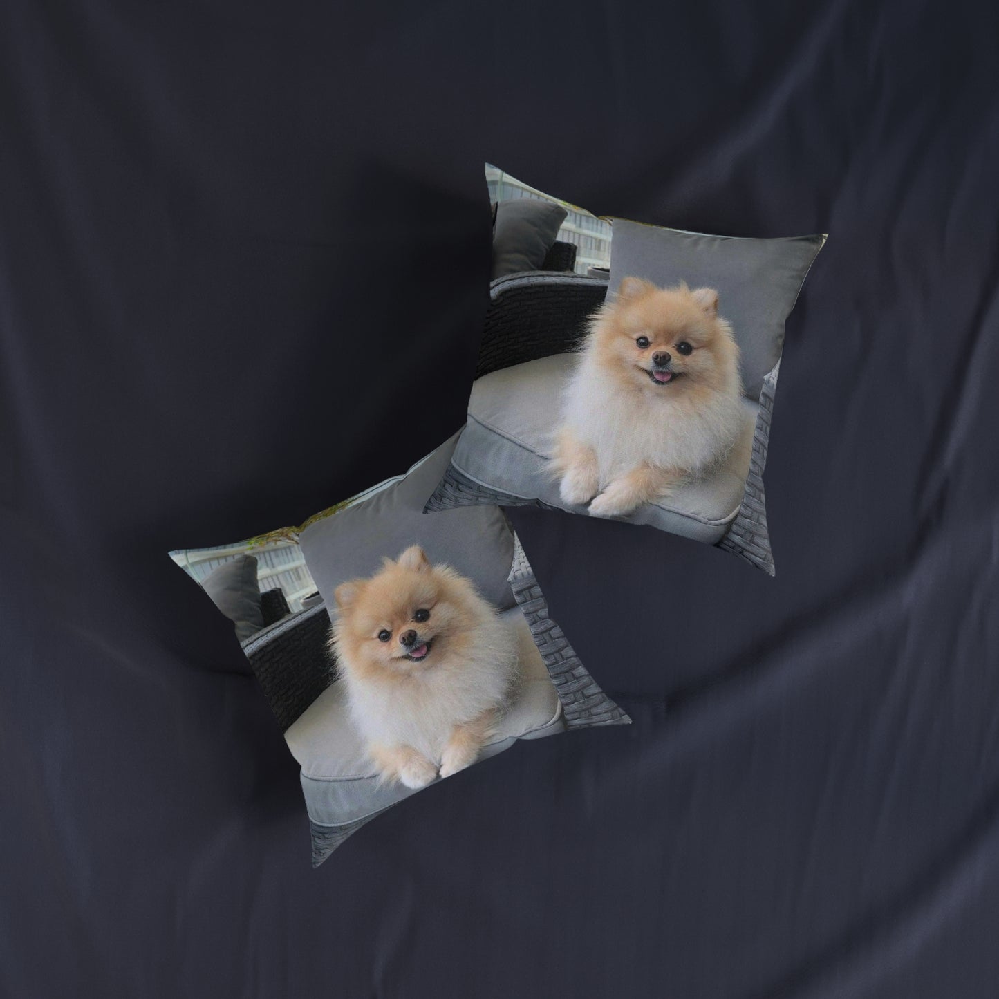 Pomeranian Dog