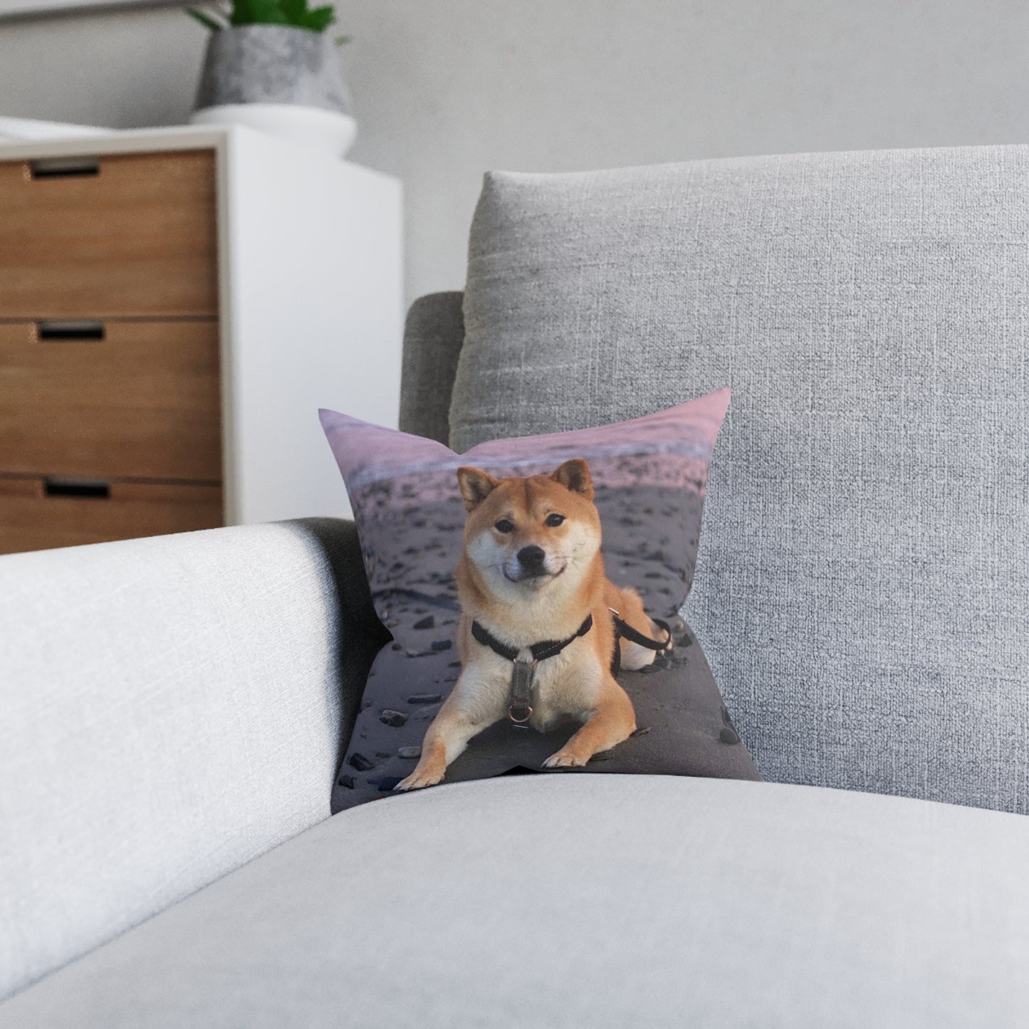 Shiba Inu Dog