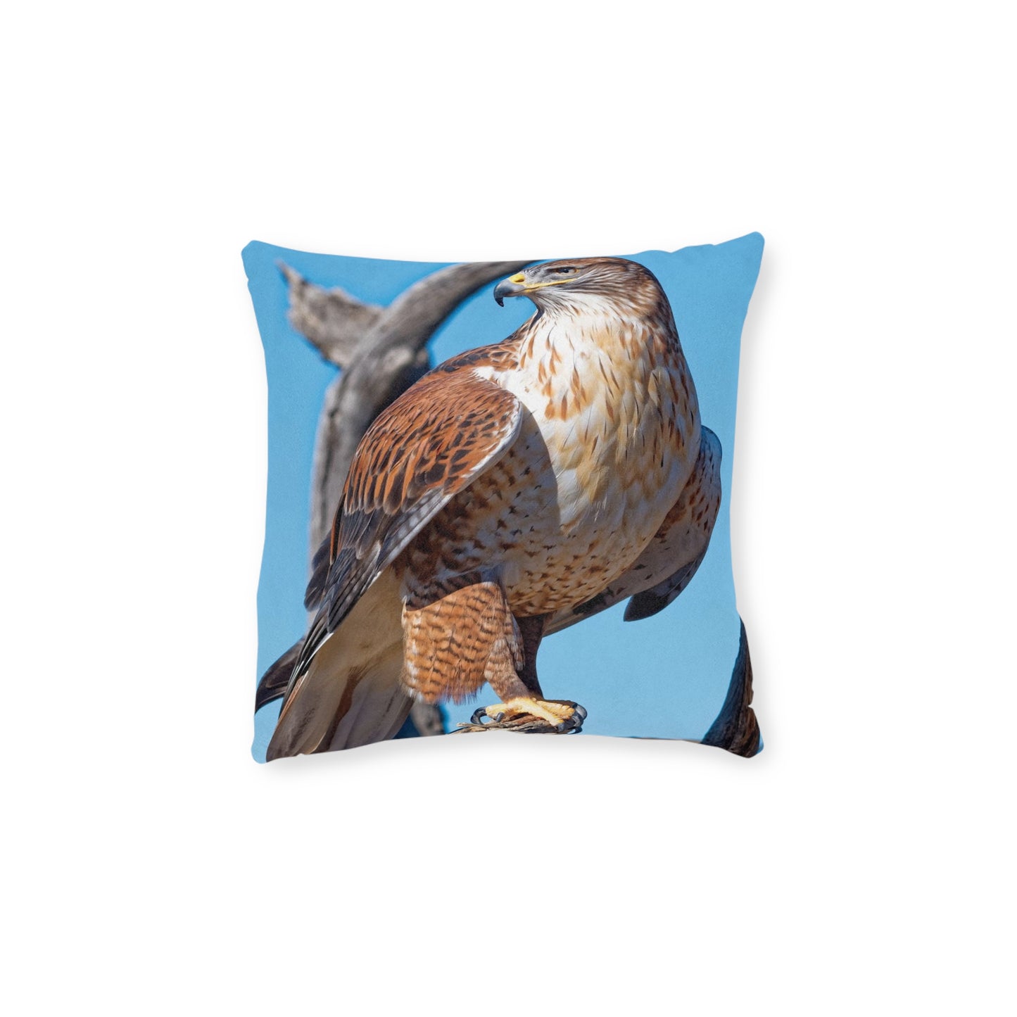 Hawk
