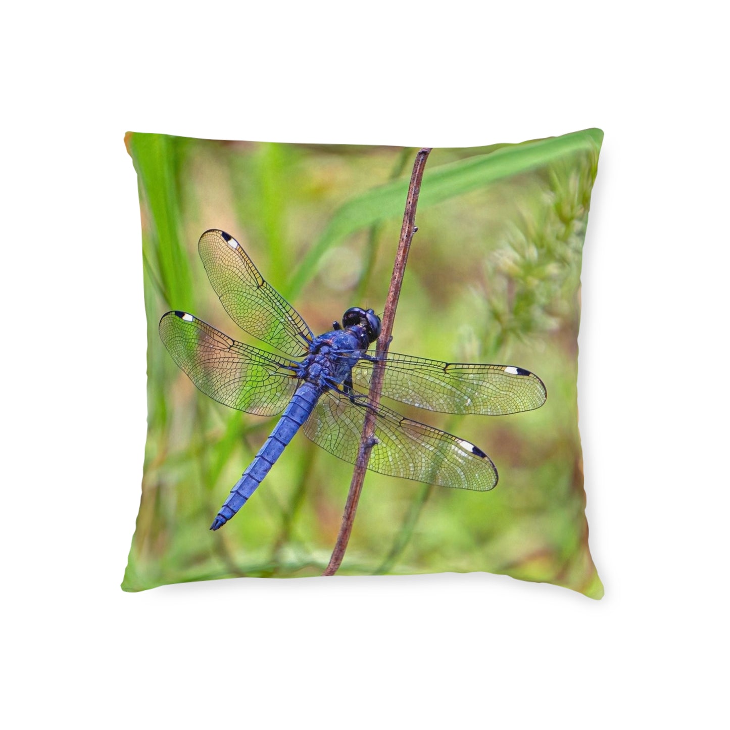 Dragonfly 2