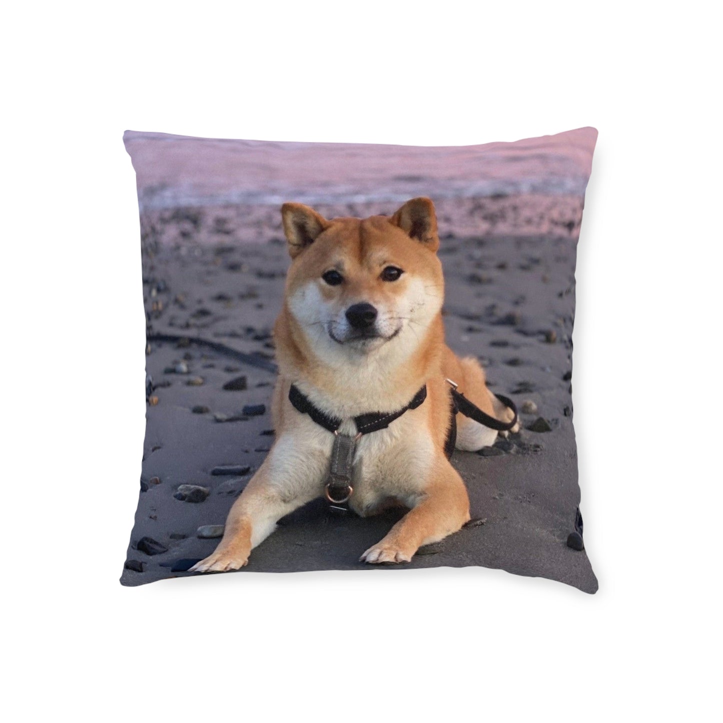 Shiba Inu Dog