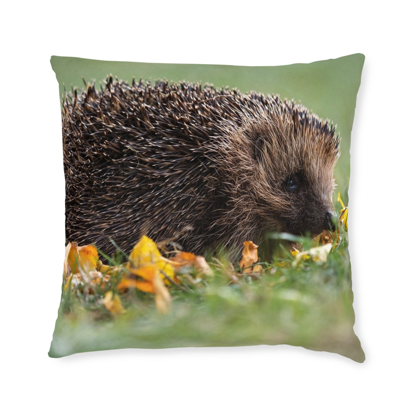 Hedgehog 2