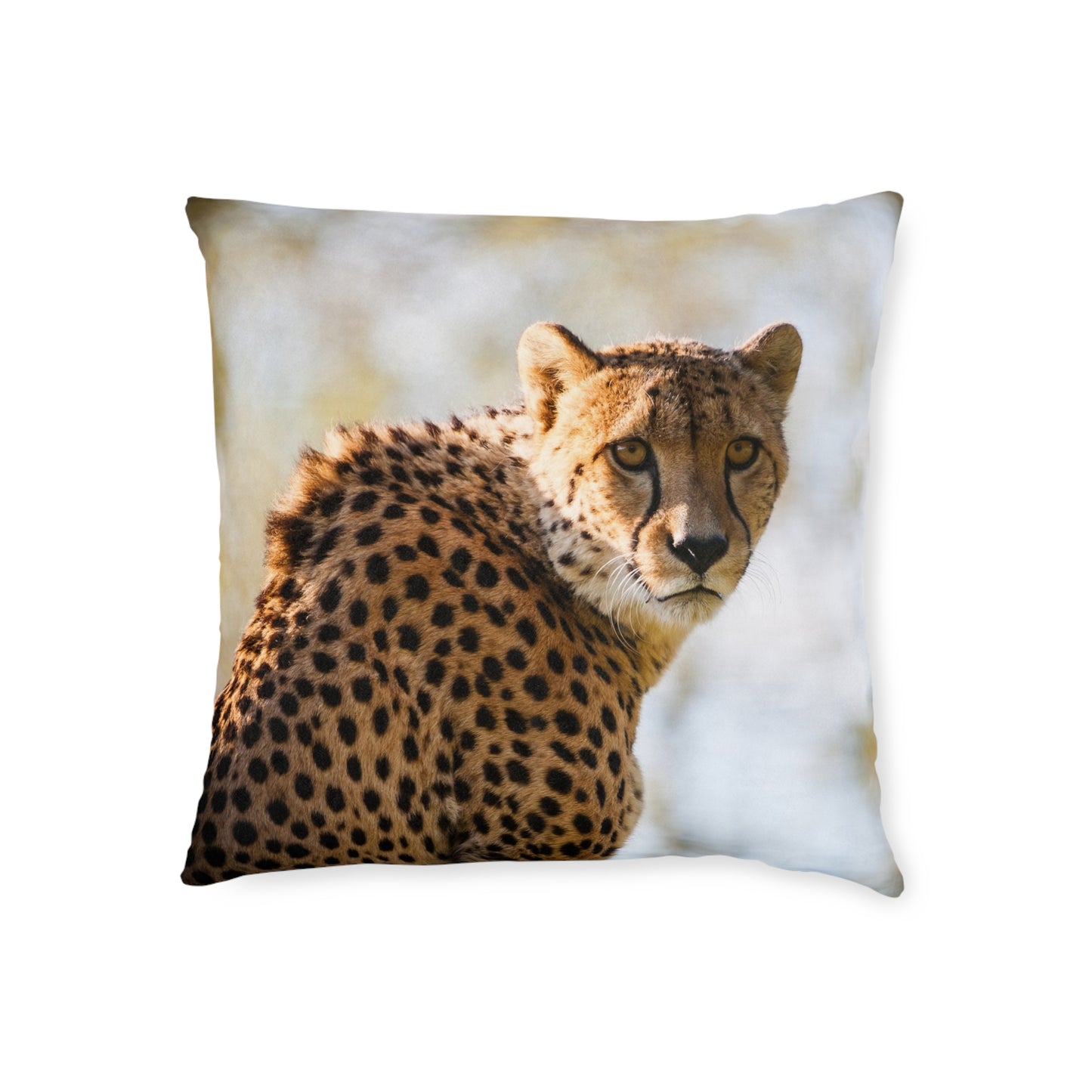 Cheetah