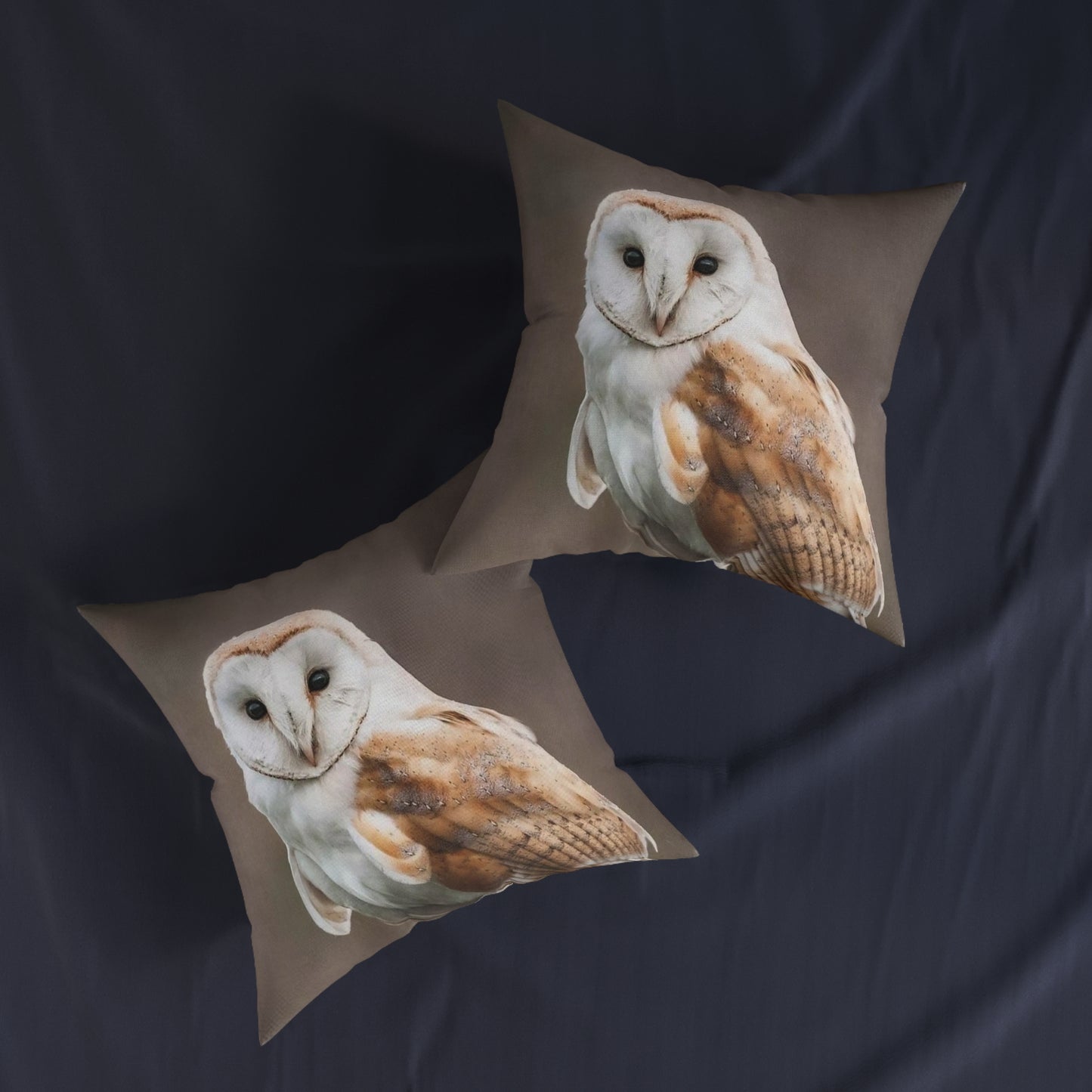 Barn Owl
