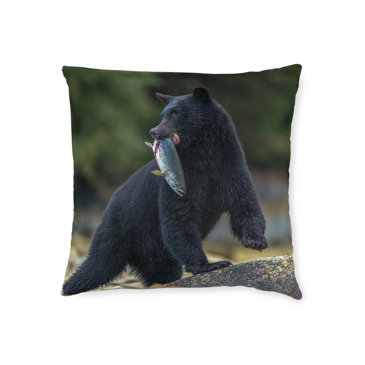 Black Bear