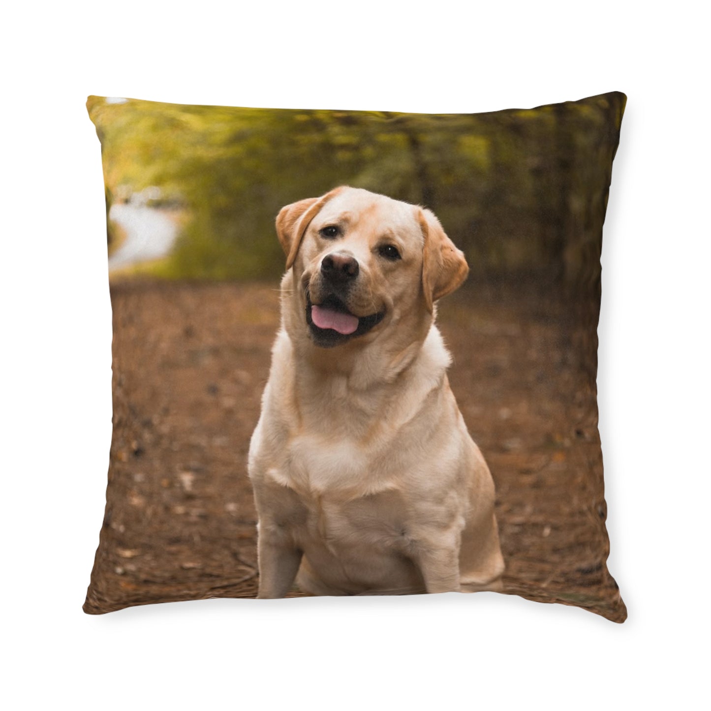 Labrador Retriever Dog