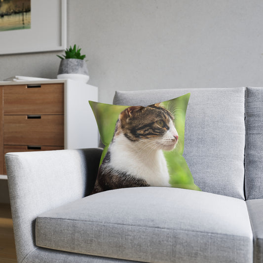 House Cat