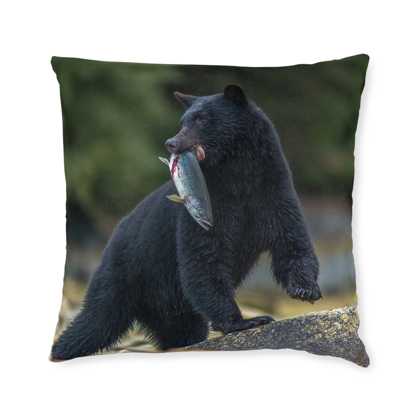 Black Bear