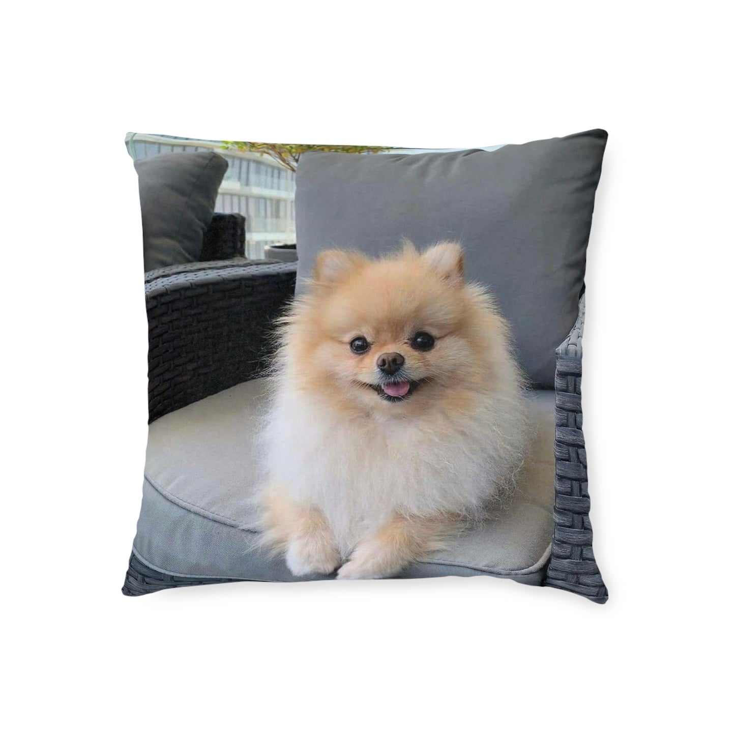 Pomeranian Dog