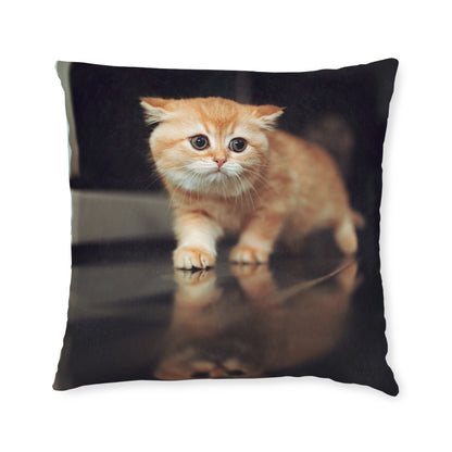 Kitten