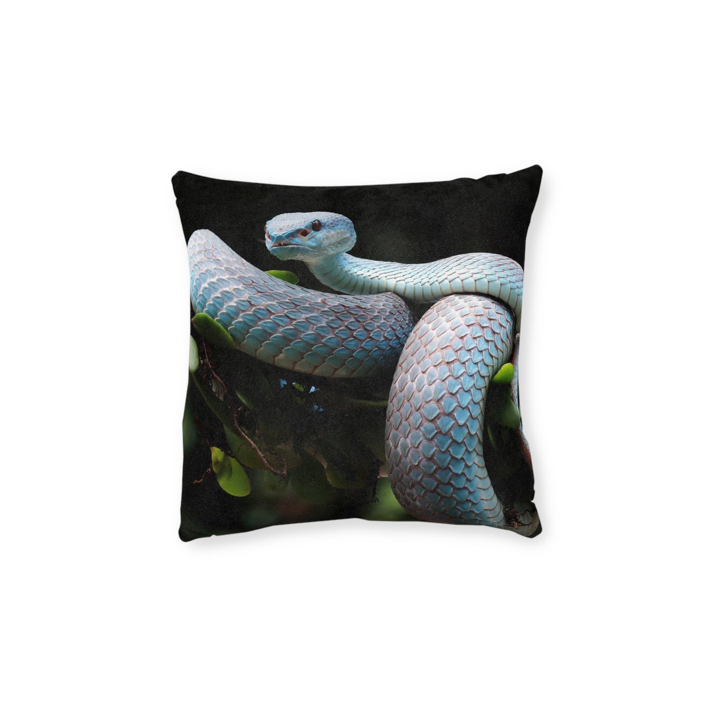 Ball Python Snake