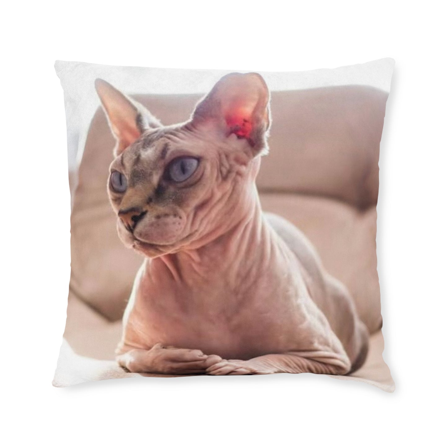 Hairless Cat