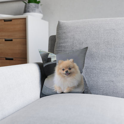 Pomeranian Dog