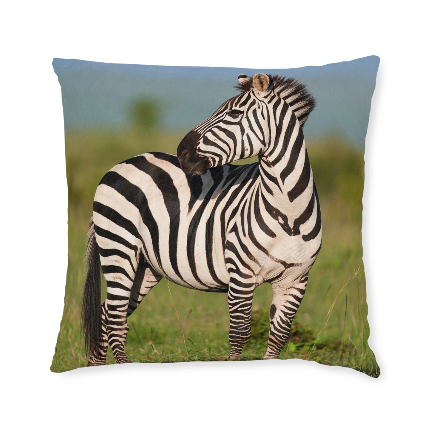 Zebra