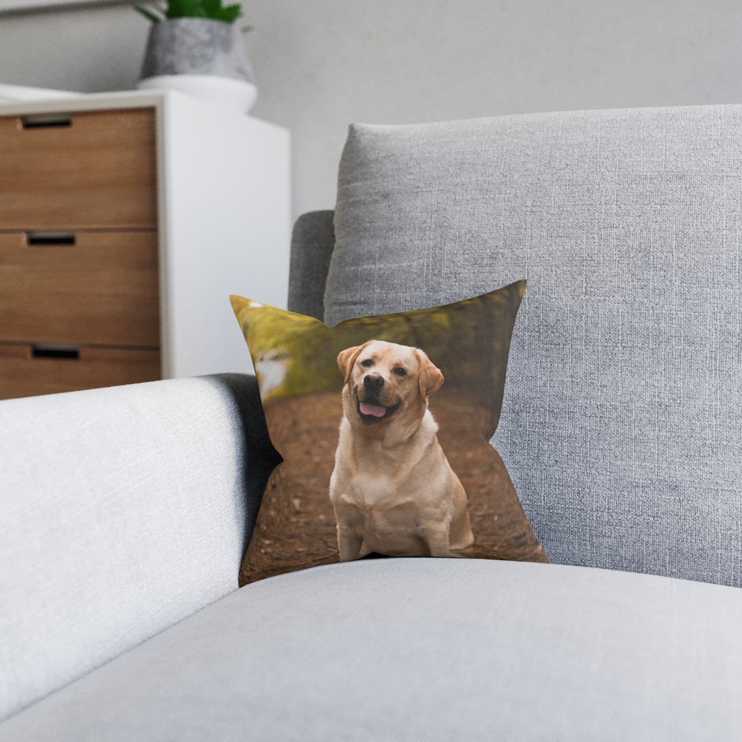 Labrador Retriever Dog