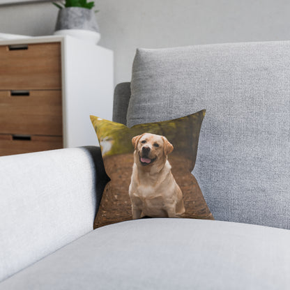 Labrador Retriever Dog