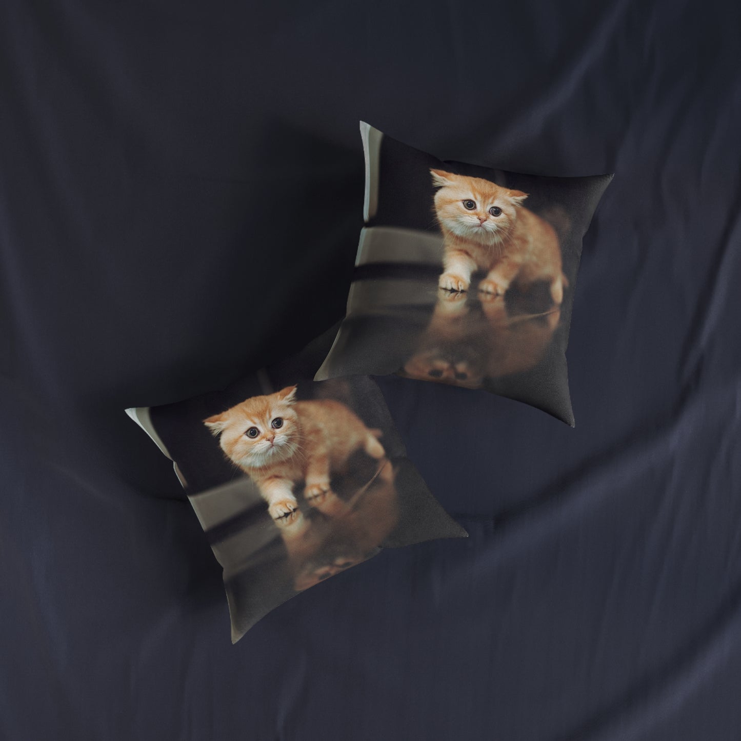 Kitten