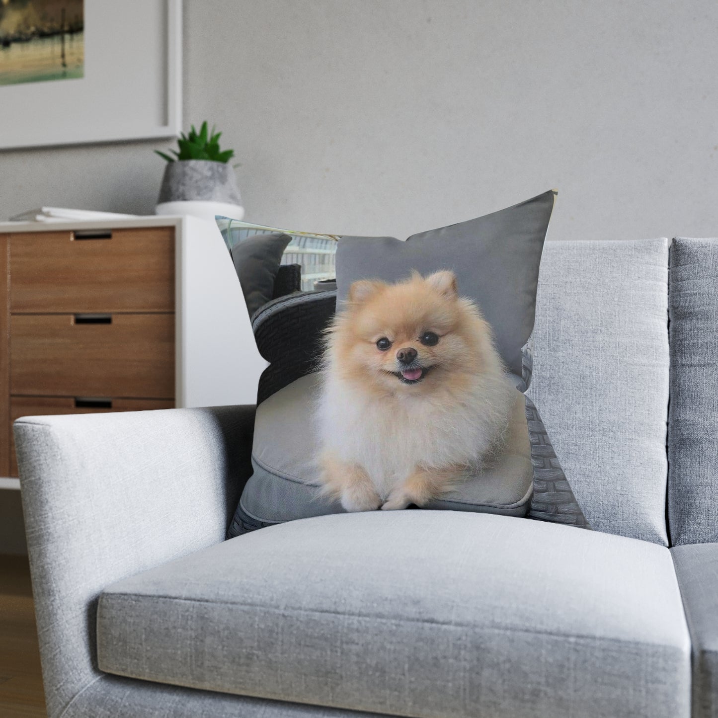 Pomeranian Dog