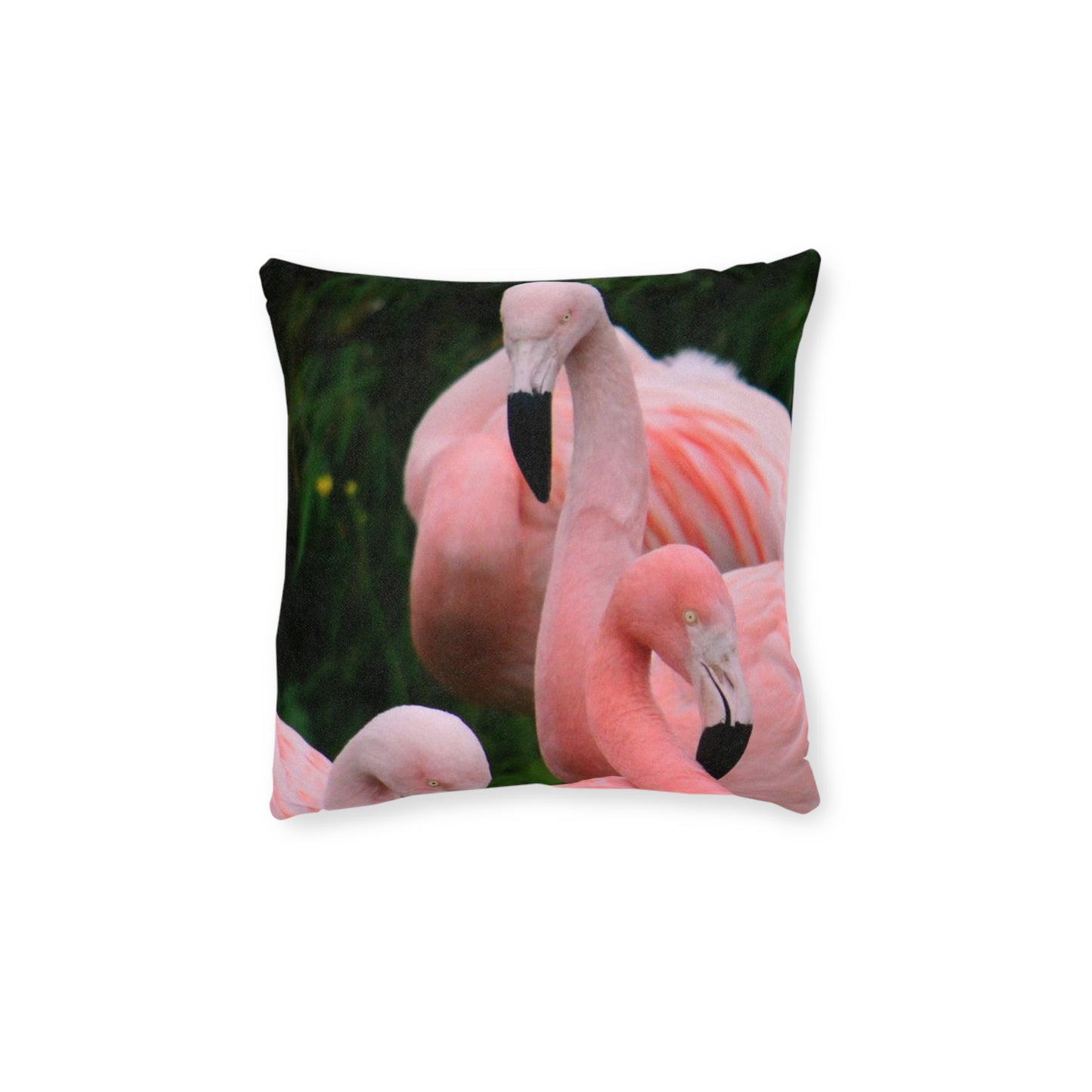 Flamingos