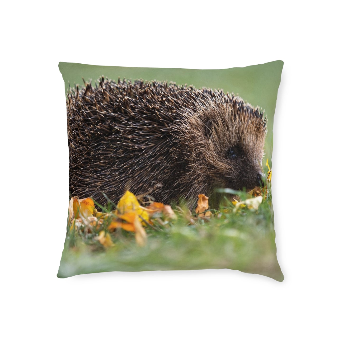 Hedgehog 2
