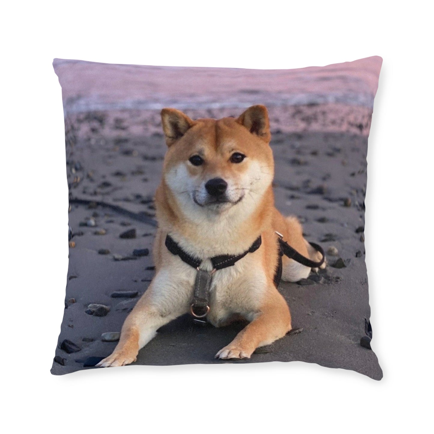 Shiba Inu Dog