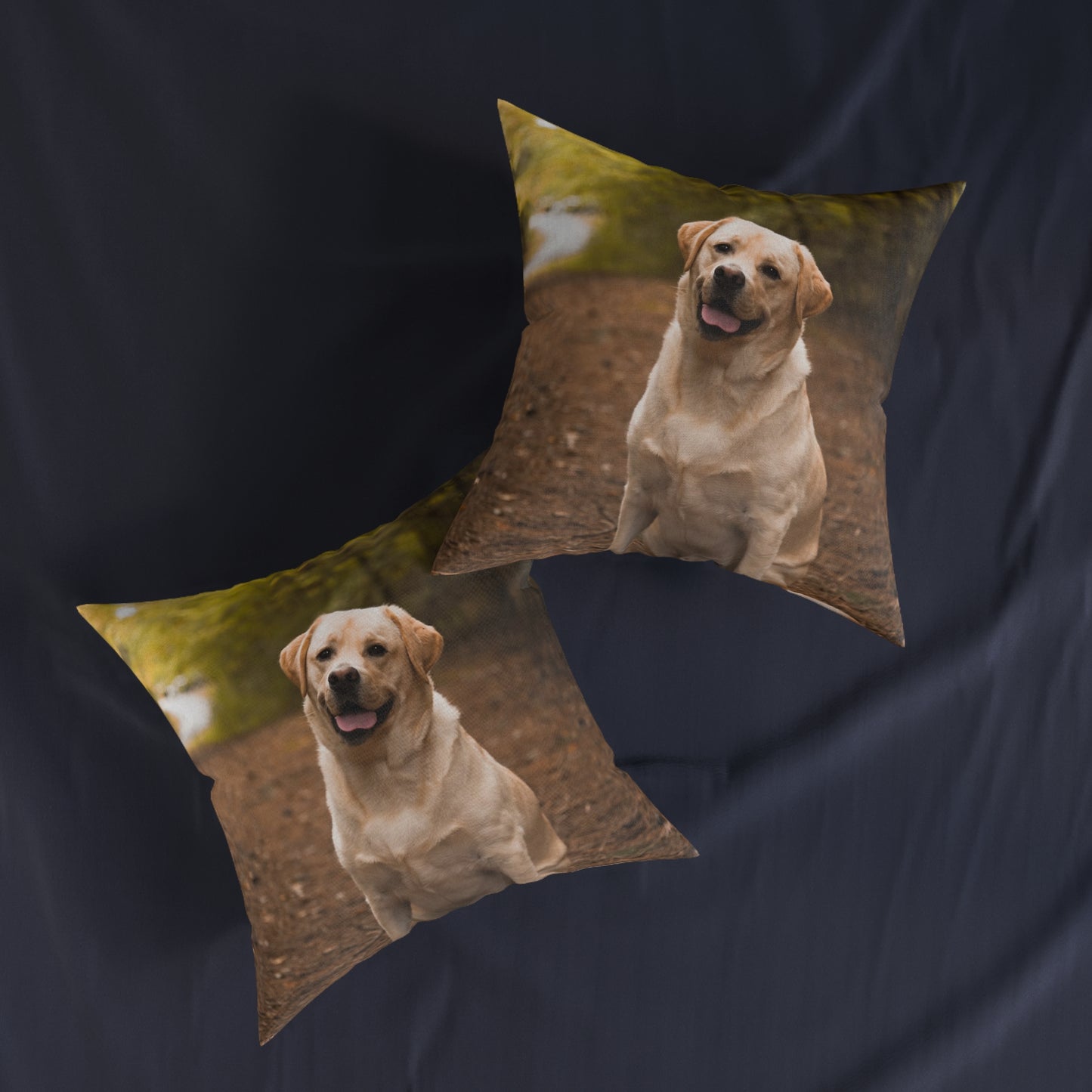 Labrador Retriever Dog
