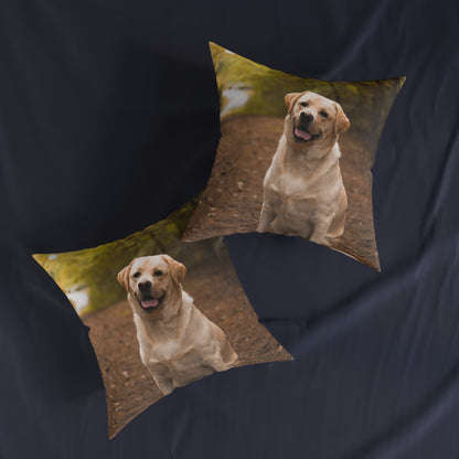 Labrador Retriever Dog