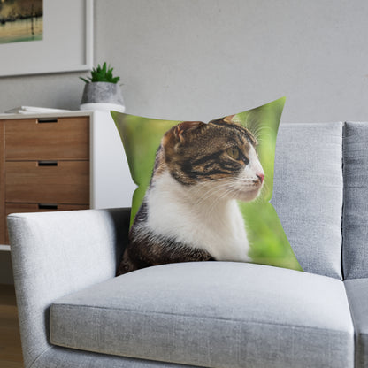 House Cat