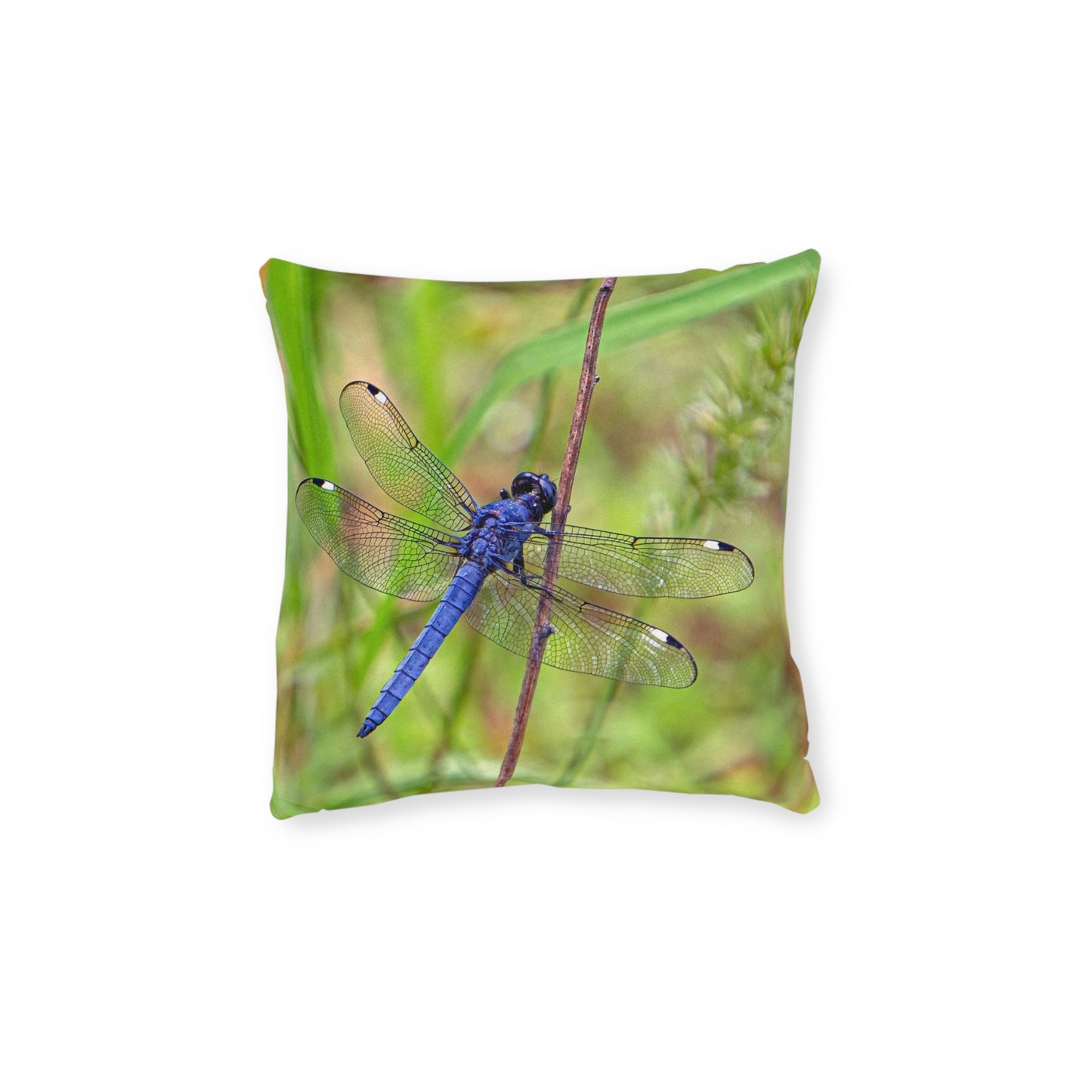 Dragonfly 2