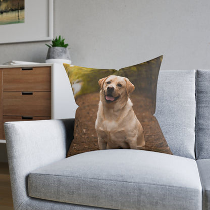 Labrador Retriever Dog